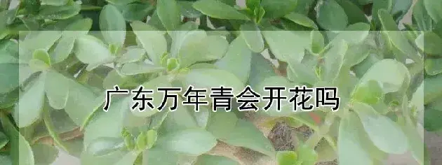 广东万年青会开花吗