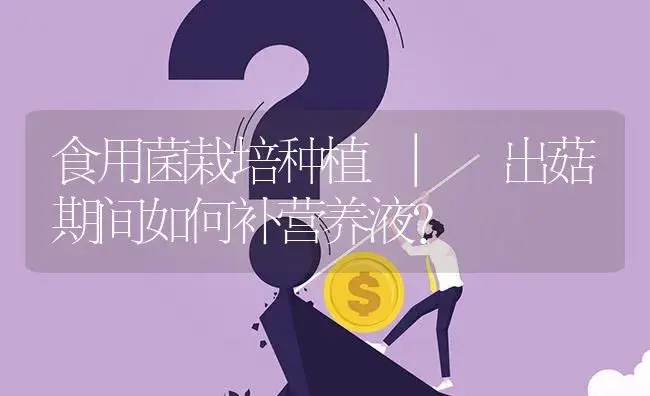 出菇期间如何补营养液？ | 菌菇种植