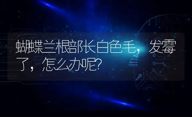 蝴蝶兰根部长白色毛，发霉了，怎么办呢？ | 绿植常识