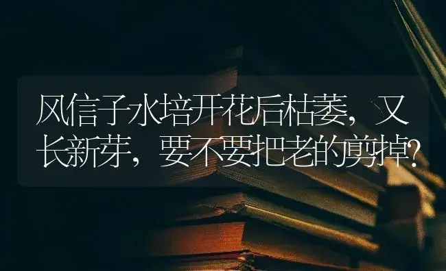 风信子水培开花后枯萎，又长新芽，要不要把老的剪掉？ | 绿植常识