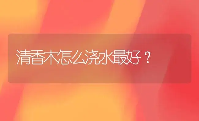 清香木怎么浇水最好？ | 家庭养花