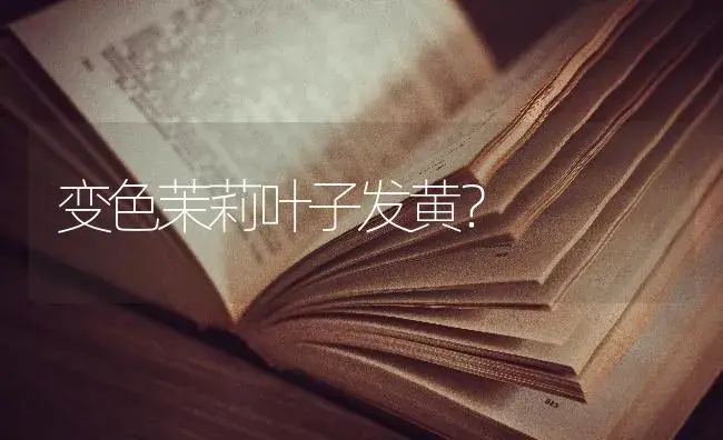 变色茉莉叶子发黄？ | 绿植常识