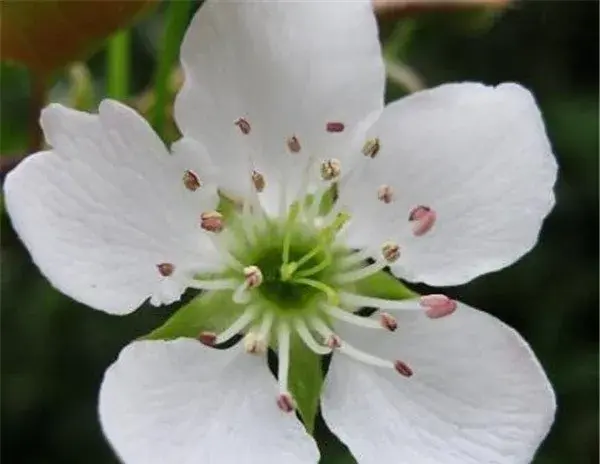 梨花是什么季节开的 梨花的花语和寓意象征