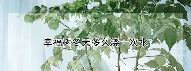 幸福树冬天多久浇一次水