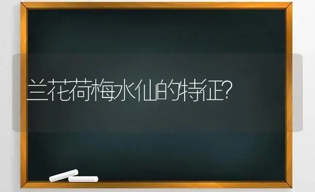 兰花荷梅水仙的特征？ | 绿植常识