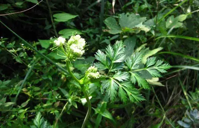 川穹种植技术