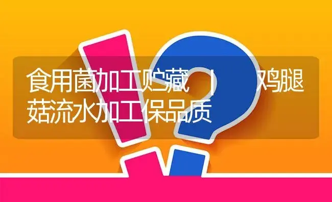 鸡腿菇流水加工保品质 | 菌菇种植