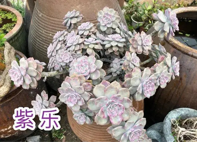 怎么都养不死的10种多肉植物有哪些？