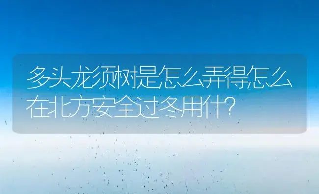 多头龙须树是怎么弄得怎么在北方安全过冬用什？ | 多肉养殖