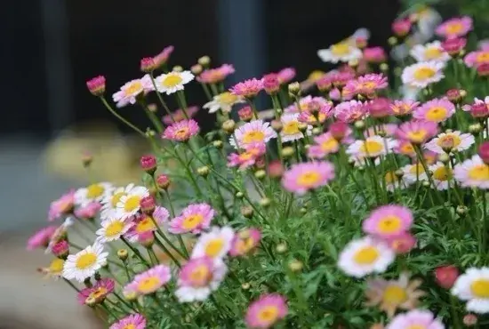 玛格丽特花花语，玛格丽特花怎么养