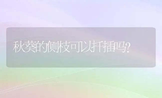 秋葵的侧枝可以扦插吗？ | 绿植常识