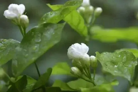 茉莉的花语和故事