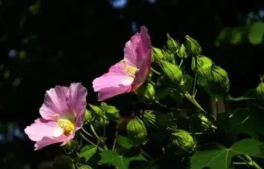 木芙蓉的养殖技术及养护方法