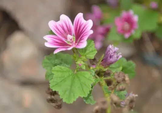 锦葵花的花语有哪些？