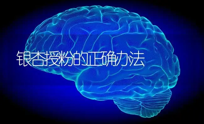 银杏授粉的正确办法 | 特种种植