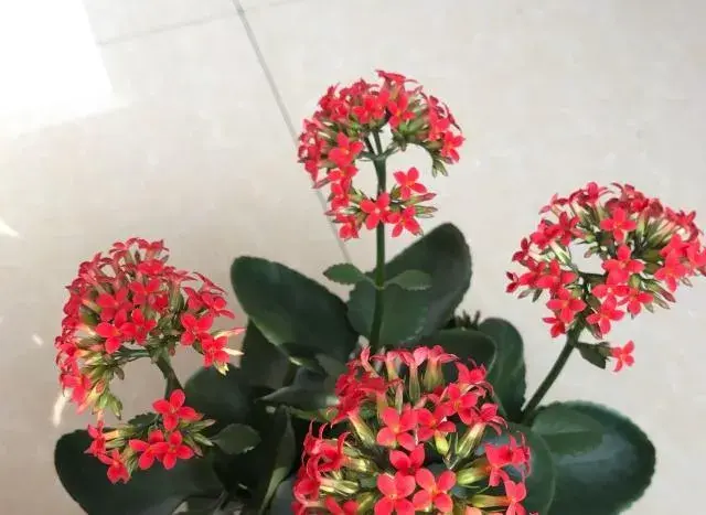 凤尾花怎么催花？