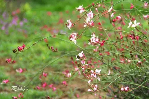 飞翔的花朵，千鸟花花语