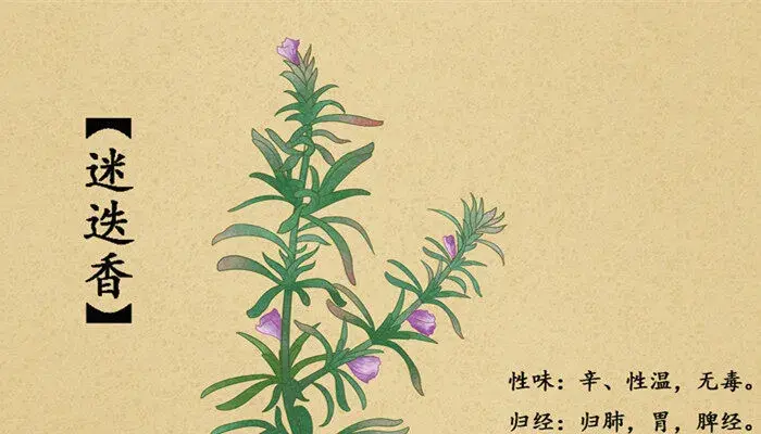 迷迭香花语 迷迭香的花语