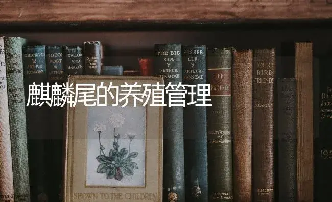 麒麟尾的养殖管理 | 特种种植