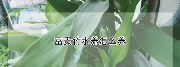 富贵竹水养怎么养