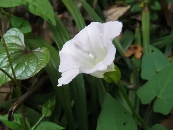 月光花花语大全 月光花简介资料有哪些？