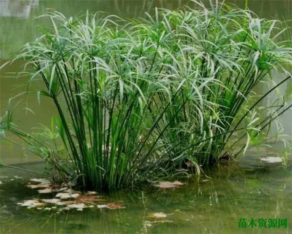 香雪球什么时候播种 香雪球开花时间和花语