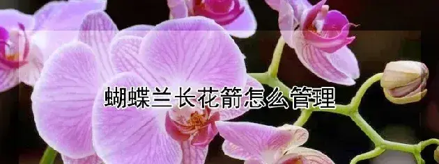 蝴蝶兰长花箭怎么管理