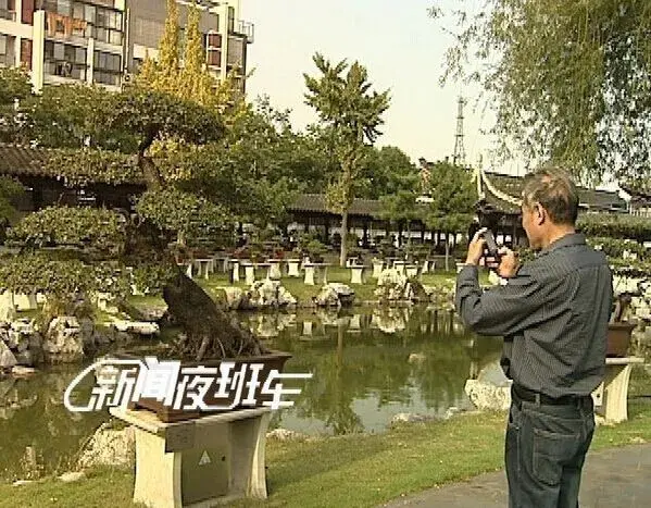 扬派盆景 | 泰州扬派盆景展览馆展出近千件作品