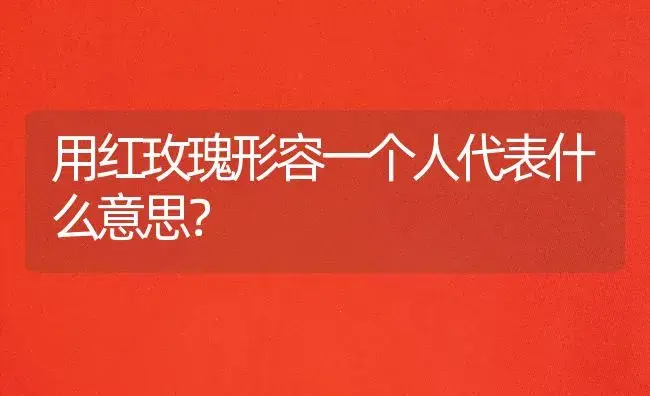 用红玫瑰形容一个人代表什么意思？ | 绿植常识