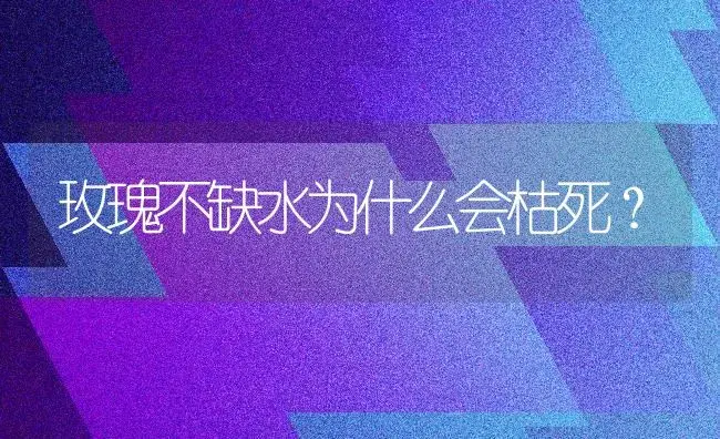 玫瑰不缺水为什么会枯死？ | 绿植常识