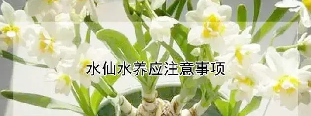 水仙水养应注意事项