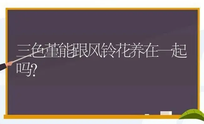 三色堇能跟风铃花养在一起吗？ | 绿植常识