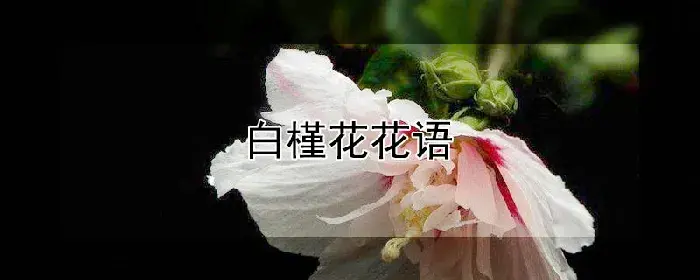 白槿花花语