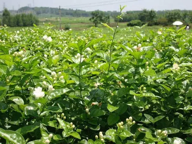 单株茉莉花的养殖方法？