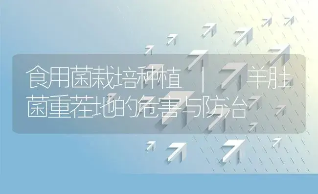 羊肚菌重茬地的危害与防治 | 菌菇种植