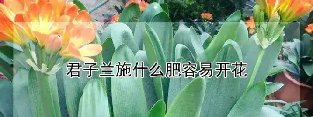 君子兰施什么肥容易开花