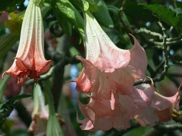 曼陀罗花语是什么意思