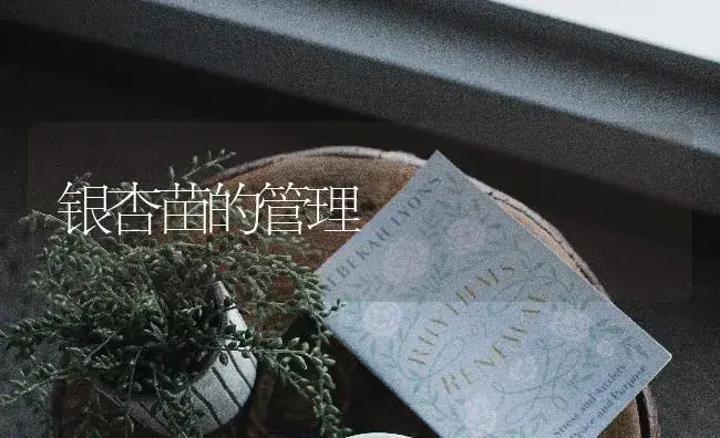 银杏苗的管理 | 特种种植