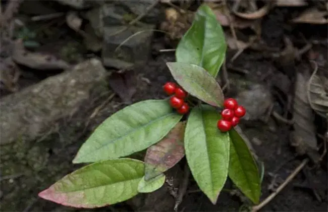 八爪金龙的种植技术