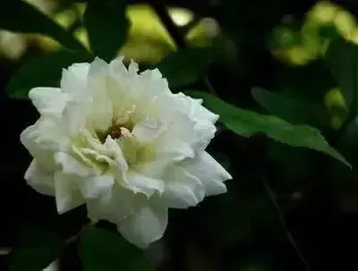 十种花的花语长一点？