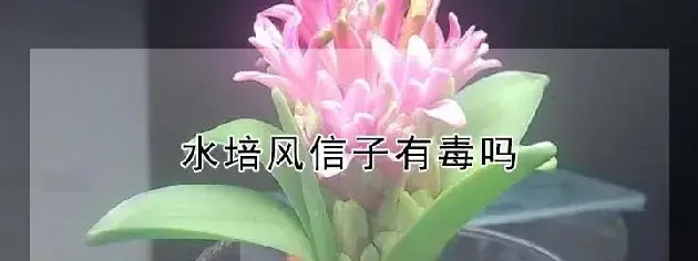 水培风信子有毒吗