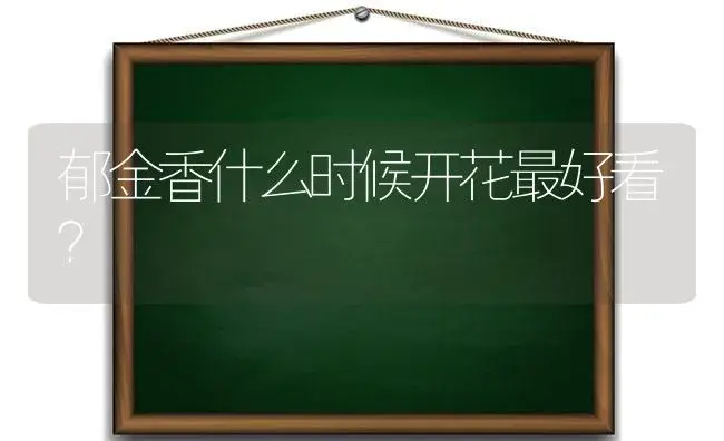 郁金香什么时候开花最好看？ | 绿植常识