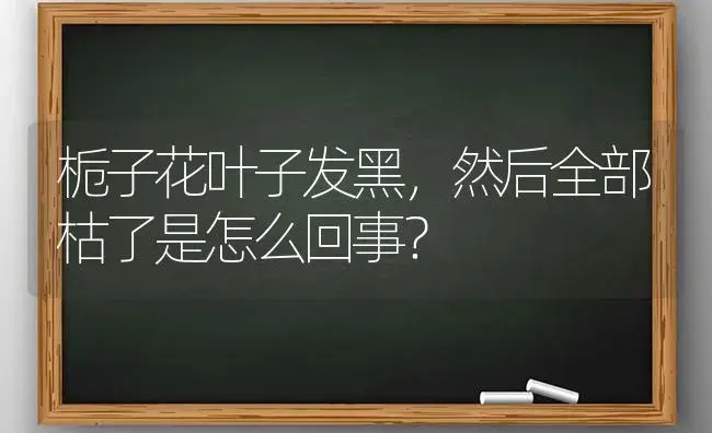 栀子花叶子发黑，然后全部枯了是怎么回事？ | 绿植常识