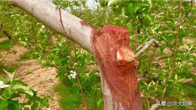 求海棠果树的种植要领，如何防治腐烂病？