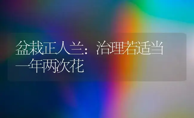 盆栽正人兰：治理若适当 一年两次花 | 家庭养花