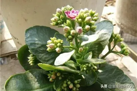 送长辈什么花好？几朵合适？