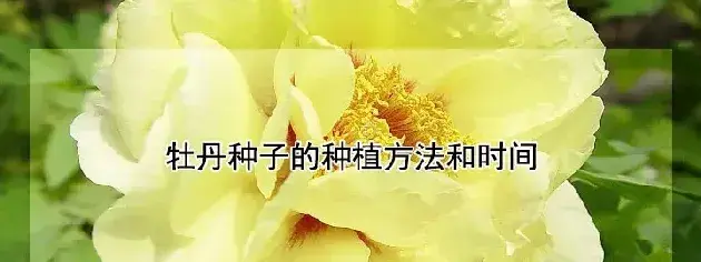 牡丹种子的种植方法和时间