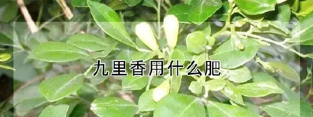 九里香用什么肥