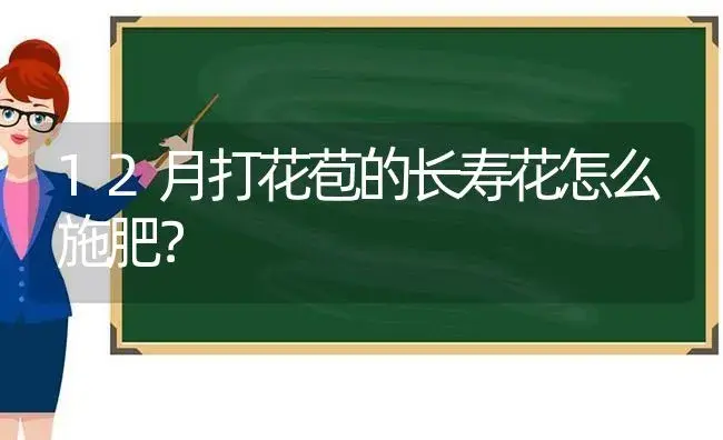 12月打花苞的长寿花怎么施肥？ | 多肉养殖