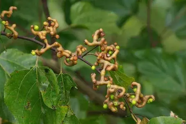 种植拐枣前景怎样，种植收益如何